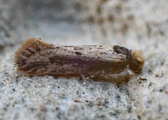 Tinea apicimaculella