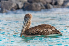 Pelecanus occidentalis urinator