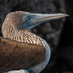 Sula nebouxii excisa