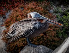 Pelecanus occidentalis urinator