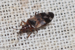 Anthocoris