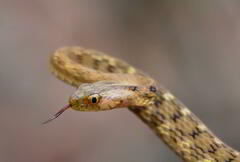 Dryophylax hypoconia