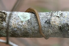 Dryophylax hypoconia