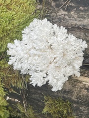 Hericium