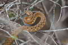 Dryophylax hypoconia