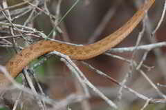 Dryophylax hypoconia