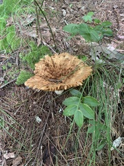 Lactifluus deceptivus