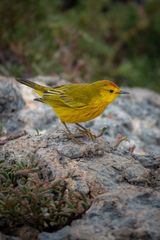 Setophaga petechia aureola