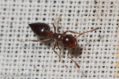 Crematogaster auberti