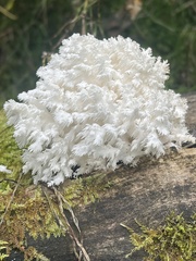 Hericium