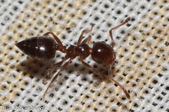 Crematogaster auberti