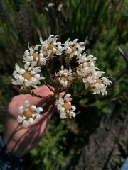 Pseudoselago spuria