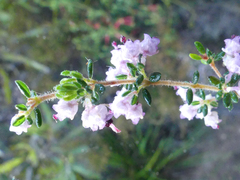 Erica setacea