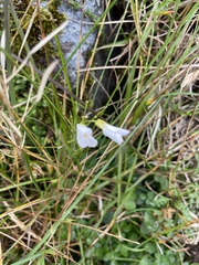 Cardamine pratensis