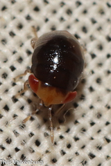 Geocoris erythrocephalus