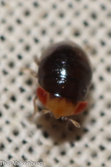 Geocoris erythrocephalus