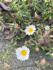 Erigeron karvinskianus
