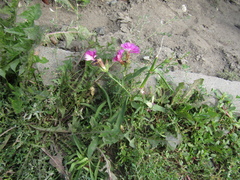 Dianthus chinensis