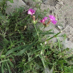 Dianthus chinensis
