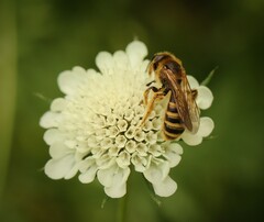 Halictus scabiosae