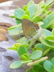 Callophrys xami xami