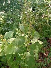 Scrophularia marilandica