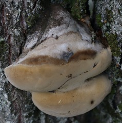 Phellinus pomaceus