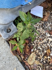 Parietaria judaica