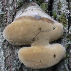 Phellinus pomaceus