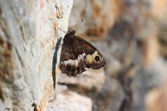 Hipparchia genava