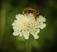 Halictus scabiosae
