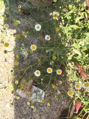 Erigeron karvinskianus