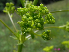 Ferulago galbanifera