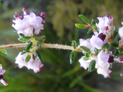Erica setacea
