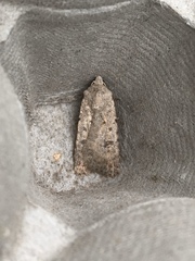 Caradrina