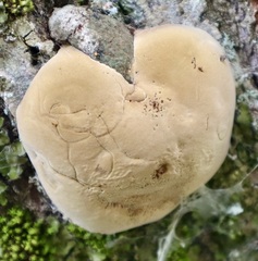 Phellinus pomaceus