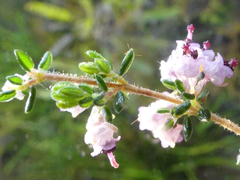 Erica setacea