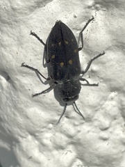 Melanophila consputa