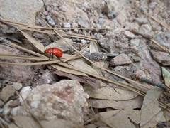 Leptinotarsa rubiginosa