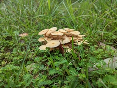 Desarmillaria