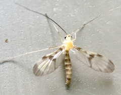 Keroplatidae