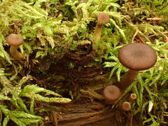 Pseudoarmillariella ectypoides