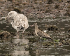 Limosa lapponica