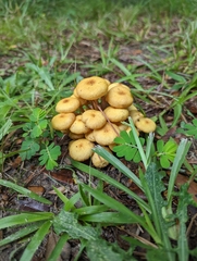 Desarmillaria