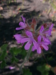 Pelargonium capitatum