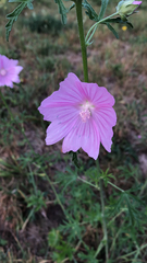 Malva moschata