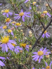 Felicia filifolia