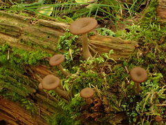 Pseudoarmillariella ectypoides