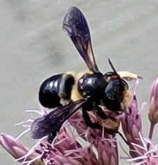 Megachile xylocopoides