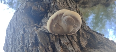 Ganoderma resinaceum